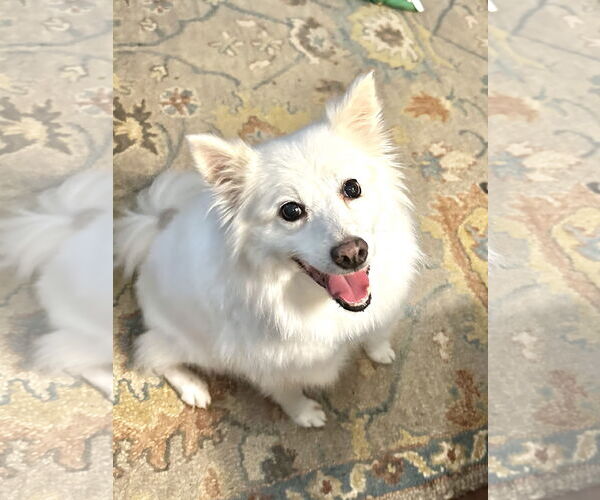 Medium Photo #4 American Eskimo Dog Puppy For Sale in Forest, VA, USA