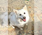 Small #3 American Eskimo Dog