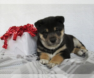 Shiba Inu Puppy for sale in BLUFORD, IL, USA