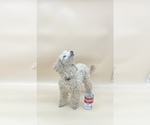 Small Photo #9 Poodle (Toy) Puppy For Sale in LONG GROVE, IL, USA