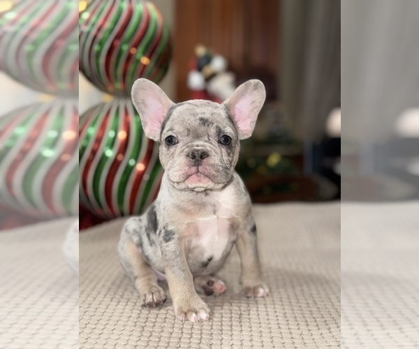 Medium Photo #2 French Bulldog Puppy For Sale in HILTON, NY, USA