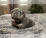 Small #1 French Bulldog