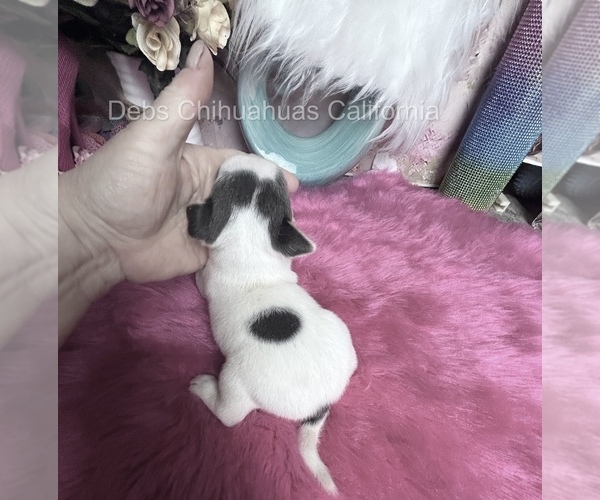Medium Photo #3 Chihuahua Puppy For Sale in TRACY, CA, USA