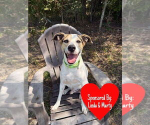Toupee - Male Mutt Dog for Adoption - Photo #5