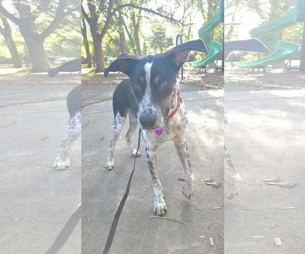 Medium Photo #6 Mutt Puppy For Sale in Minneapolis, MN, USA