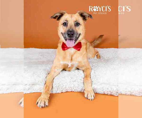 Medium Photo #15 Mutt Puppy For Sale in Sandy, UT, USA