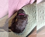 Puppy Pink Saint Berdoodle