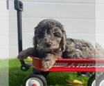 Small Photo #4 Cavapoo Puppy For Sale in MIDDLESEX, NY, USA