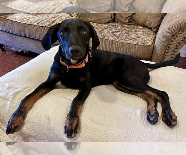 Medium Photo #2 Mutt Puppy For Sale in Boston, MA, USA