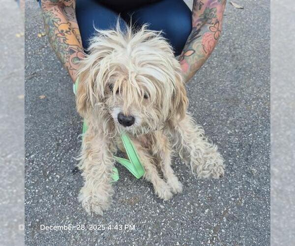 Medium Photo #1 Mutt Puppy For Sale in San Antonio, TX, USA