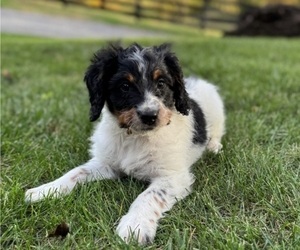 Medium Miniature Bernedoodle