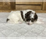 Small Photo #4 Aussiedoodle Puppy For Sale in CONWAY, MO, USA