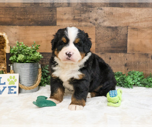 Bernese Mountain Dog Puppy for sale in SYRACUSE, IN, USA