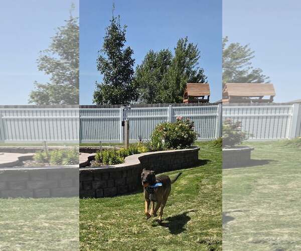 Medium Photo #3 Mutt Puppy For Sale in Gretna, NE, USA
