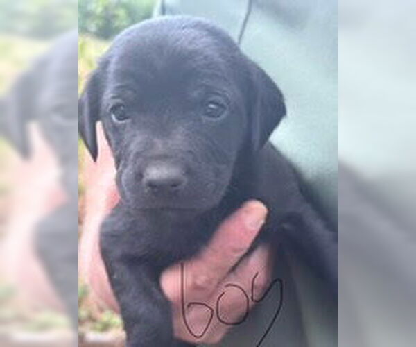 Medium Photo #4 Cocker Spaniel-Unknown Mix Puppy For Sale in SHERBURNE, NY, USA