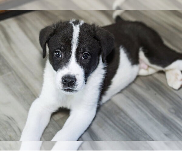 Medium Photo #12 Great Pyrenees-Unknown Mix Puppy For Sale in OKLAHOMA CITY, OK, USA