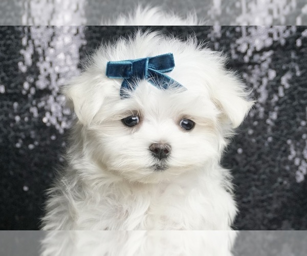 Medium Photo #8 Maltese Puppy For Sale in WARSAW, IN, USA