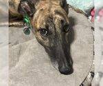 Small Greyhound