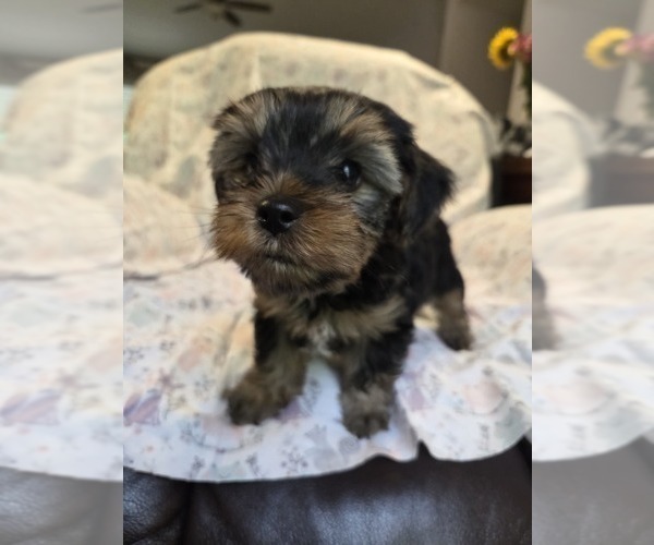 Medium Photo #31 Yorkshire Terrier Puppy For Sale in RHOADESVILLE, VA, USA