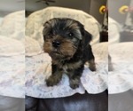 Small Photo #31 Yorkshire Terrier Puppy For Sale in RHOADESVILLE, VA, USA