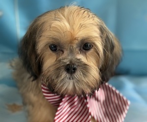 Shih Tzu Puppy for sale in CENTER HILL, FL, USA