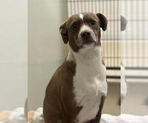 Beagle Dogs for adoption in Santa Maria, CA, USA