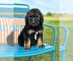 Small #3 Goldendoodle