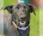 Small #5 Labrador Retriever Mix