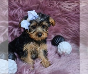 Yorkshire Terrier Puppy for sale in INDIANAPOLIS, IN, USA