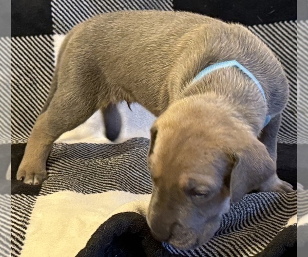 Medium Photo #4 Great Dane Puppy For Sale in GALLOWAY, OH, USA