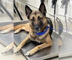 Small German Shepherd Dog Mix