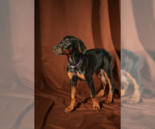 Medium Photo #25 Doberman Pinscher Puppy For Sale in RIVERDALE, MD, USA