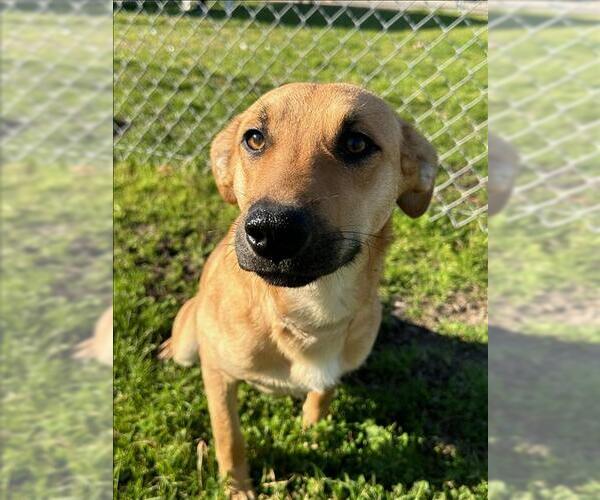 Medium Photo #2 Labrador Retriever-Unknown Mix Puppy For Sale in Conroe, TX, USA