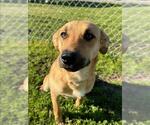 Small #1 Labrador Retriever Mix