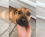 Small #9 Boxer Mix