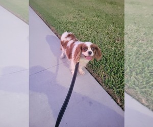Cavalier King Charles Spaniel Dogs for adoption in LAKELAND, FL, USA