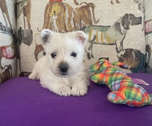 Medium West Highland White Terrier