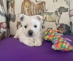 Puppy Puppy 3 West Highland White Terrier