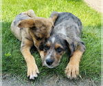 Small #3 Australian Shepherd Mix