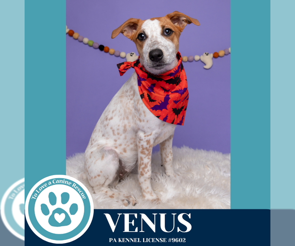 Medium Photo #12 Labrador Retriever-Unknown Mix Puppy For Sale in Kimberton, PA, USA