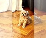 Small #4 Maltipoo