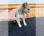 Small Photo #7 ShiChi Puppy For Sale in SAINT AUGUSTINE, FL, USA