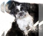 Small Photo #1 Shih Tzu Puppy For Sale in THAYER, KS, USA