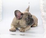 Small #1 French Bulldog