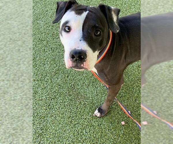 Medium Photo #2 Mutt Puppy For Sale in Fayetteville, NC, USA