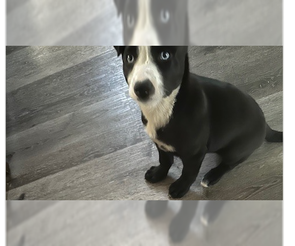 Medium Photo #2 Mutt Puppy For Sale in Evansville, IN, USA