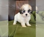 Small Photo #5 Maltese Puppy For Sale in MIAMI, FL, USA