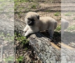 Small Photo #10 Akita Puppy For Sale in LINCOLNTON, NC, USA