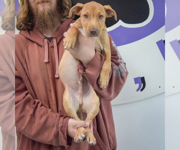 Medium Photo #4 American Staffordshire Terrier-Vizsla Mix Puppy For Sale in Huntley, IL, USA