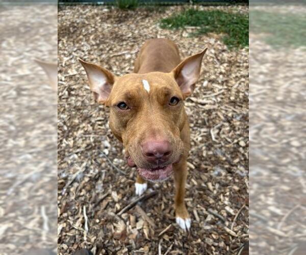 Medium Photo #1 American Pit Bull Terrier Puppy For Sale in Waterford, VA, USA